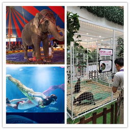 新鄉(xiāng)百鳥展出租蝴蝶標(biāo)本一場(chǎng)單價(jià)