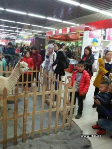 租賃展會(huì)用馬戲團(tuán)表演珍禽萌寵表演鸚鵡表演百鳥展