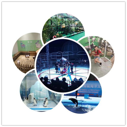 中衛(wèi)市皇家馬戲團(tuán)表演出租馴鹿