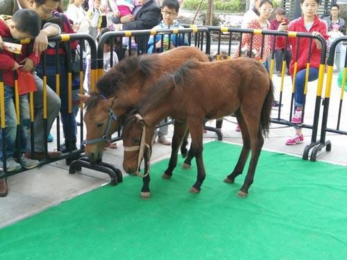 大安馬戲團出租