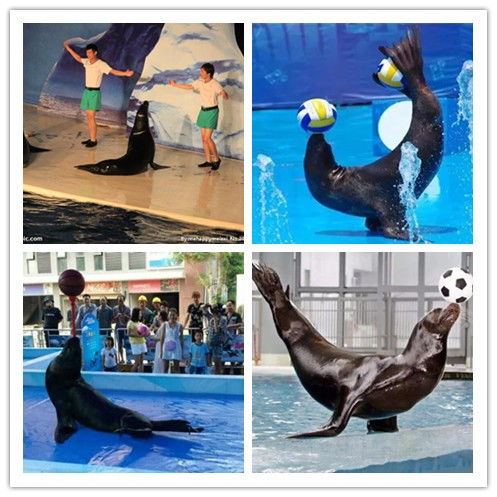 邢臺(tái)市萌寵動(dòng)物展覽出租哪里有