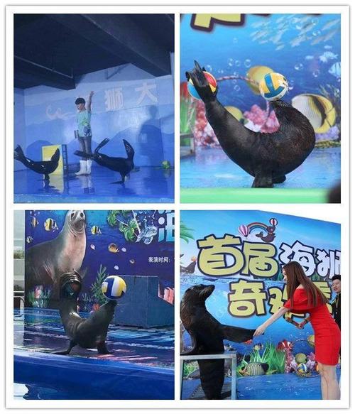 桂林同城出租馬戲團表演的