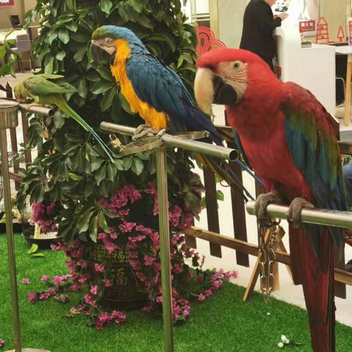 承接地產商場景區 海獅表演 鸚鵡表演 馬戲團演出 動物租賃 海洋動物