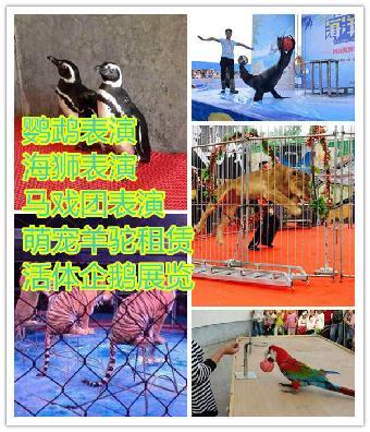 動物表演出租賃汾陽