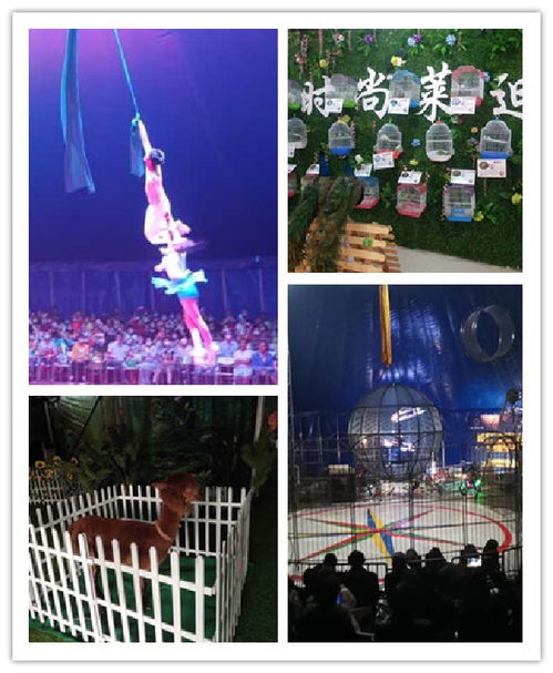 【費(fèi)縣海獅表演出租馬戲團(tuán)出租租賃公司】- 