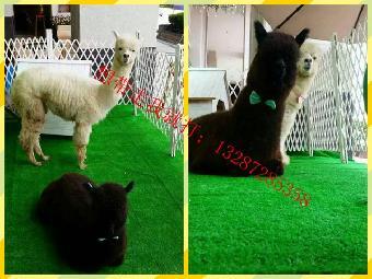 吉林長春有出租萌寵(馬戲團(tuán))的嗎