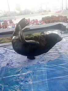 海獅表演出租4天多少錢