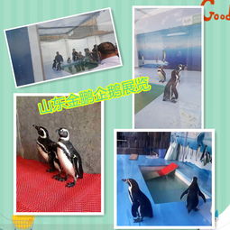 馬戲團表演出租租賃海獅表演出租u長沙市