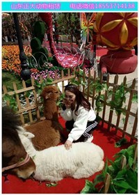 保定小動(dòng)物表演出租 羊駝萌寵展覽租賃 海獅企鵝海豹出