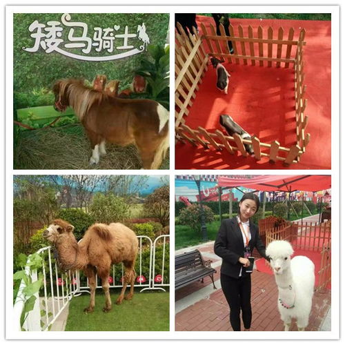 鳳城市周邊出租動(dòng)物馬戲團(tuán)表演企鵝租賃