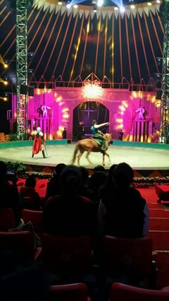 馬戲團(tuán)表演出租 馬戲團(tuán)演出電話