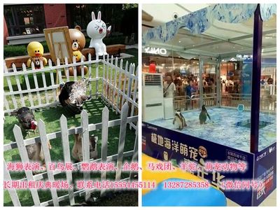 北京馬戲團哪里有出租,租賃電話