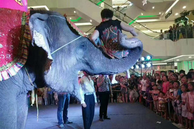 出租大型精彩馬戲團表演滄州市