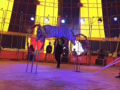 吳忠馬戲團表演出租公司電話