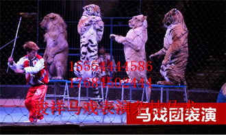 鎮(zhèn)平專業(yè)環(huán)球飛車馬術(shù)表演出租租賃馬戲表演