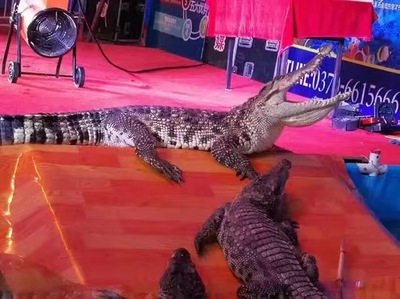 鱷魚展鱷魚表演出租專業(yè)鱷魚表演團(tuán)隊(duì)鱷魚出租出賃