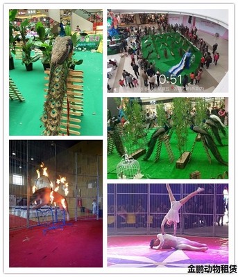 新鄭馬戲團(tuán)表演租賃哪家好