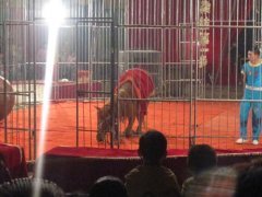 海獅表演租賃海獅出租海獅表演企鵝展租海洋展出租_其它_網