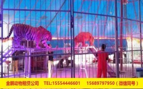 山東省即墨市馬戲團出租環球飛車表演詳細解讀