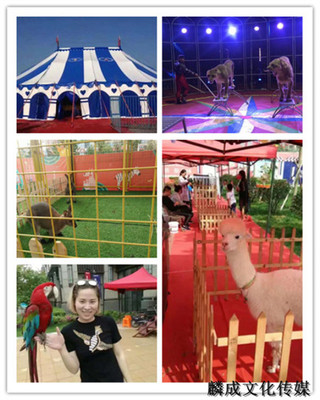 豐鎮(zhèn)馬戲團(tuán)獅虎表演出租名氣大的