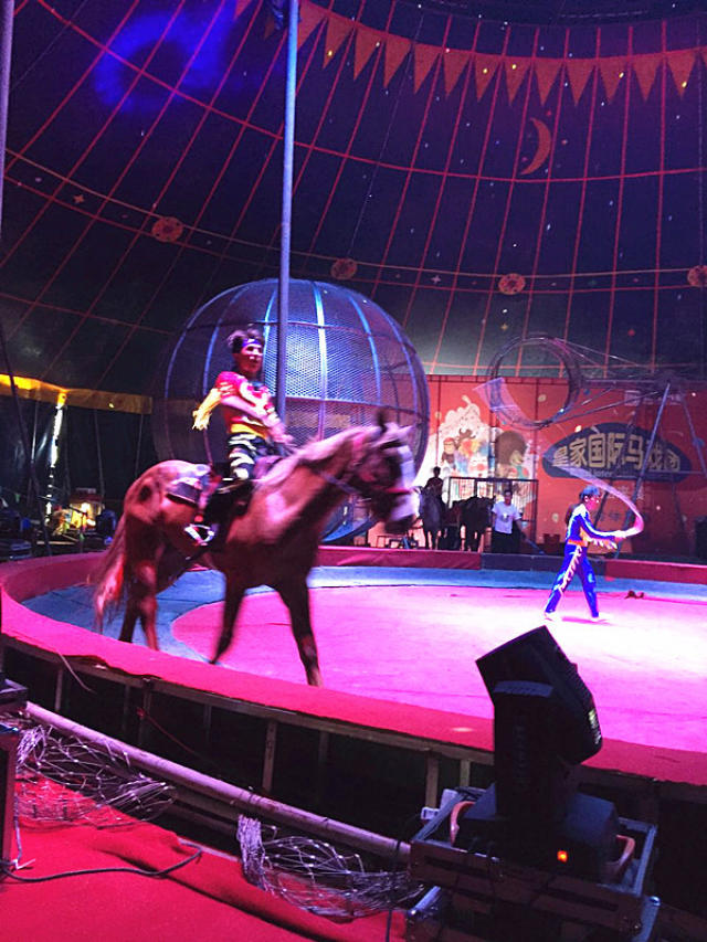 馴獸雜技演繹馬戲團表演出租 環球飛車馬戲團
