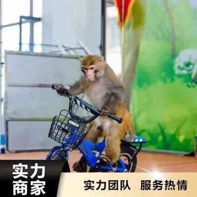 馬戲團(tuán)表演租賃公司暖場活動(dòng)