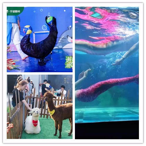 朝陽市美人魚表演出租閃亮登場可以互動(dòng)