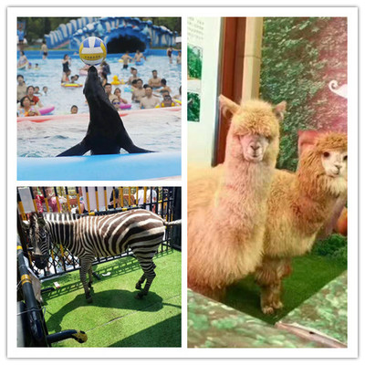 衢州馬戲團(tuán)死亡飛輪表演出租一場(chǎng)單價(jià)