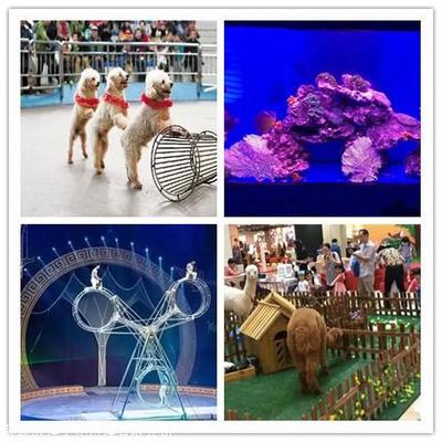 鸚鵡表演,百鳥(niǎo)園展覽,萌寵動(dòng)物租賃,馬戲團(tuán)商演電話