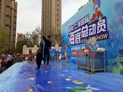 紹興(海獅表演)租賃優惠多多2022已更新(今日/案例)