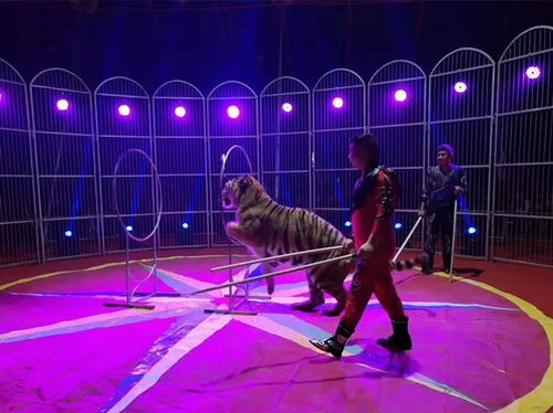 專(zhuān)業(yè)動(dòng)物表演公司