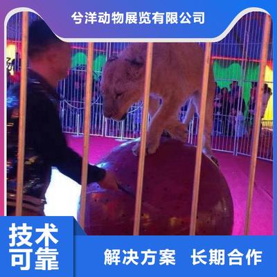 馬戲團(tuán)/羊駝美人魚表演出租歡迎合作