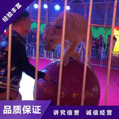 【馬戲團(tuán)/羊駝-馬戲團(tuán)表演出租租賃高性價比】